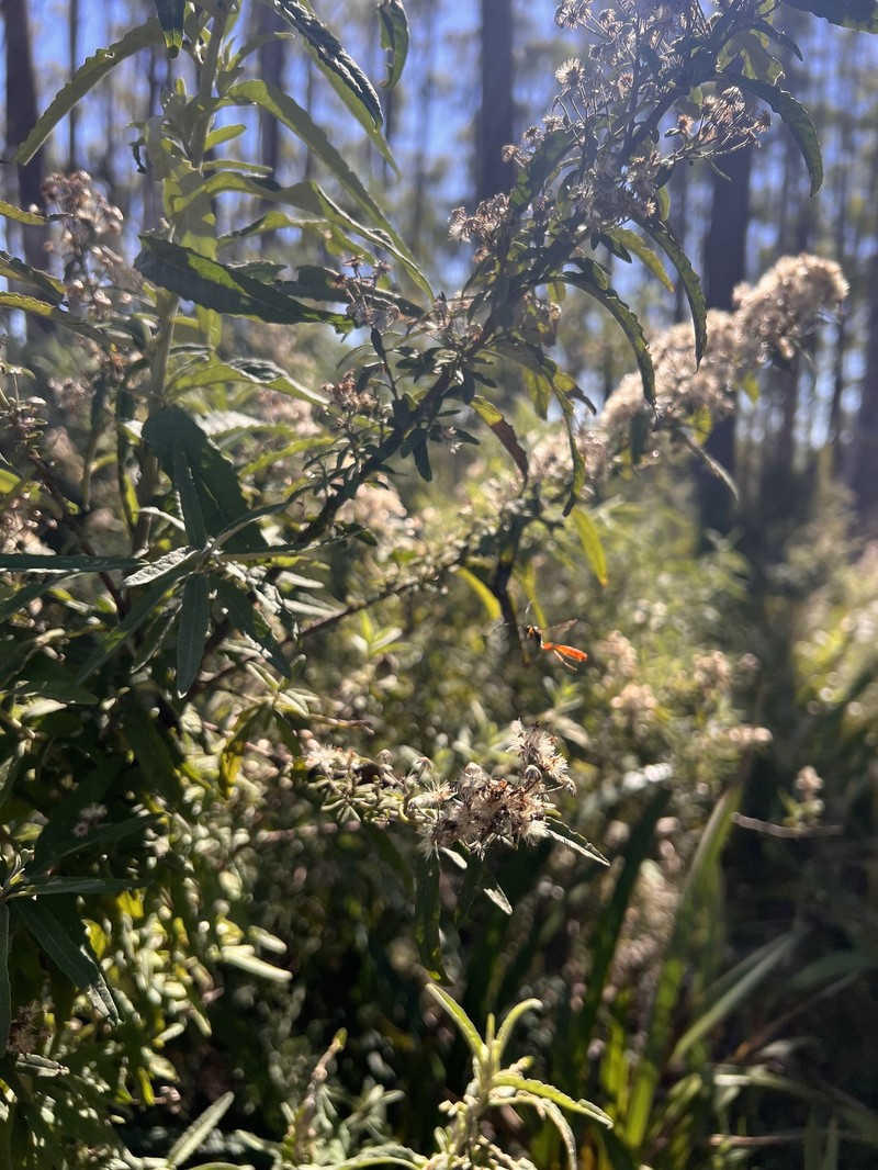 Olearia phlogopappa subsp. continentalis photo 4