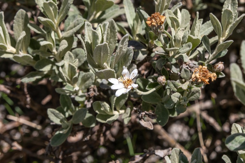 Olearia phlogopappa subsp. flavescens photo 2