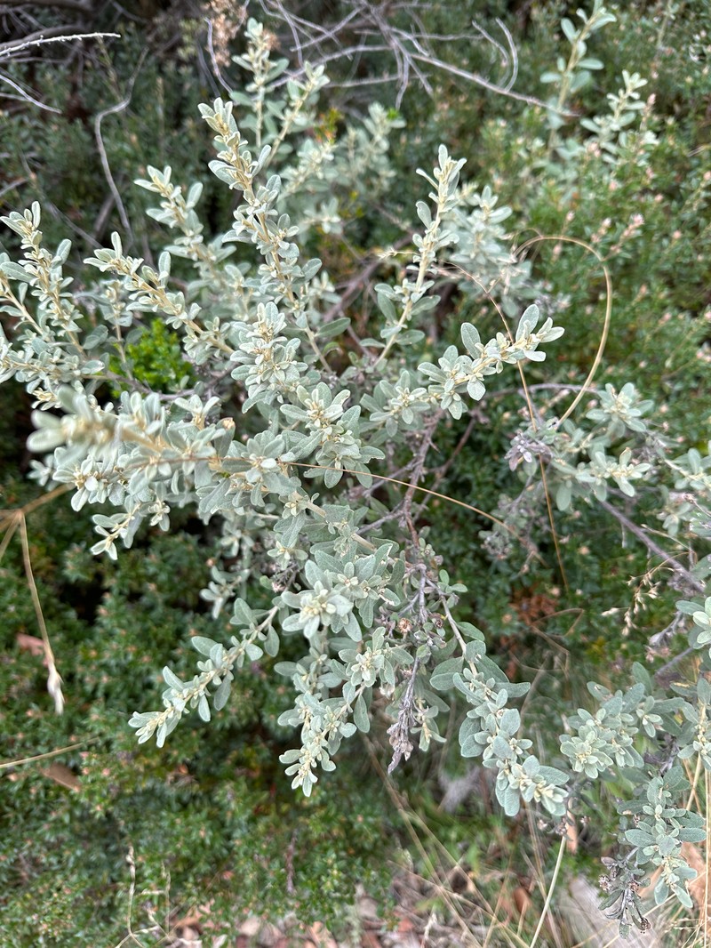 Olearia phlogopappa subsp. flavescens photo 3