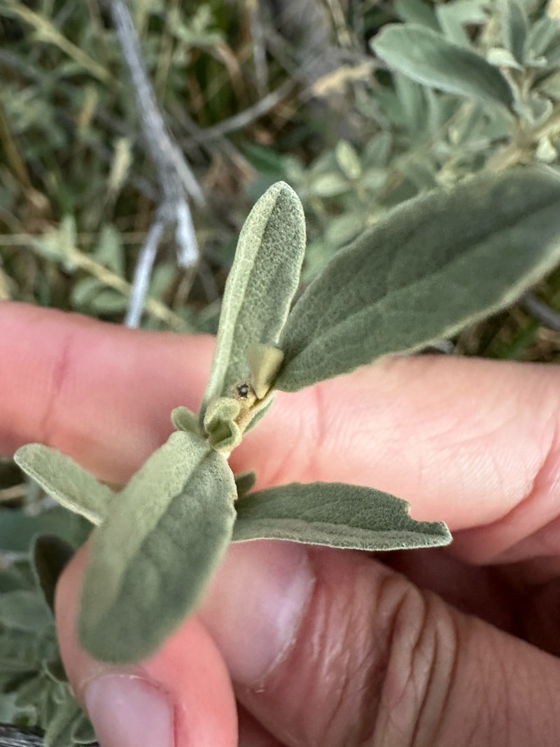 Olearia phlogopappa subsp. flavescens photo 4