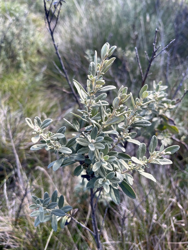 Olearia phlogopappa subsp. flavescens photo 5