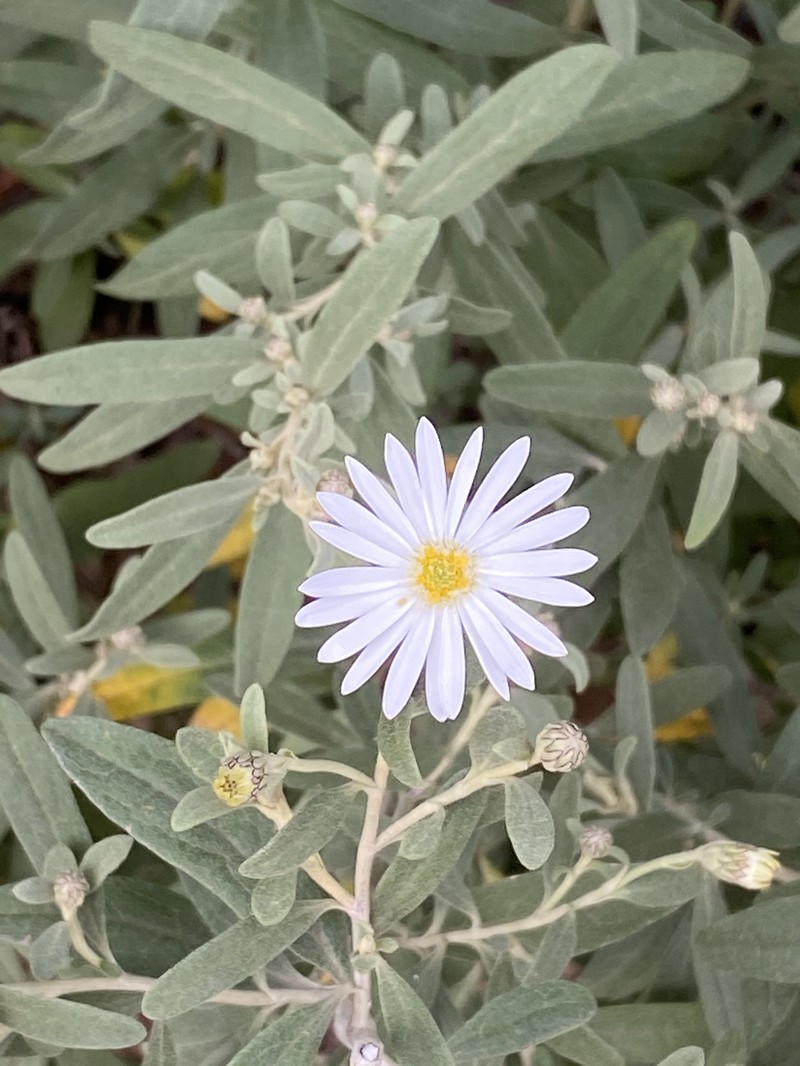 Olearia phlogopappa subsp. flavescens