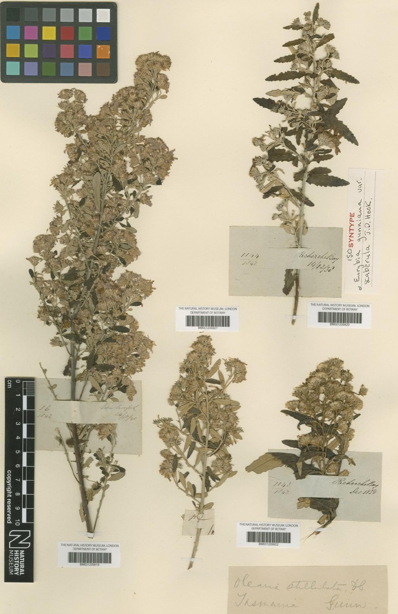 Olearia phlogopappa subsp. gunniana