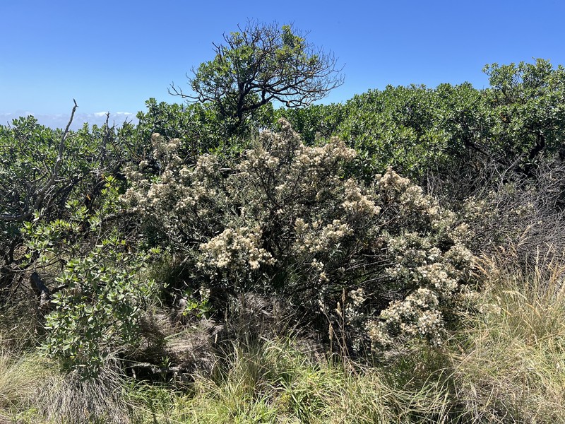 Olearia phlogopappa subsp. insularis