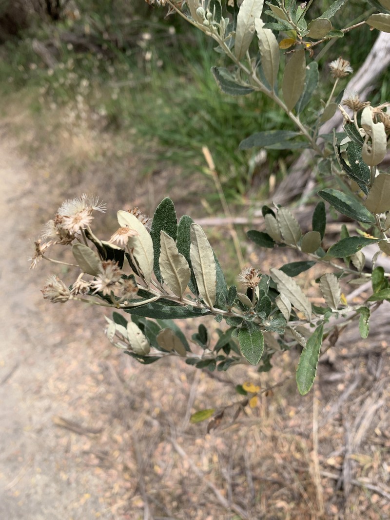 Olearia phlogopappa subsp. insularis photo 2