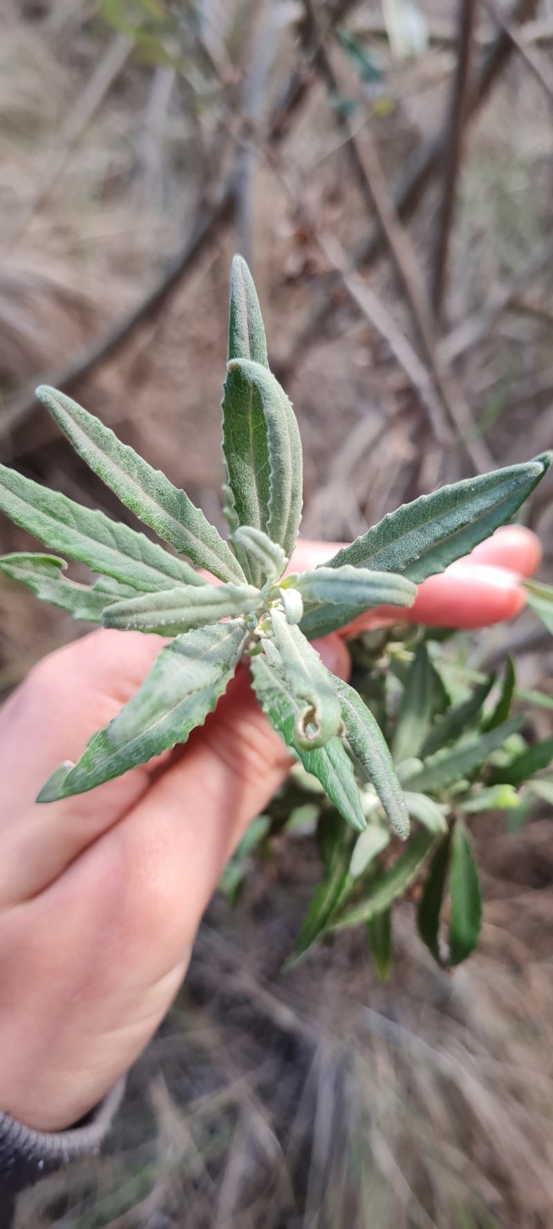 Olearia phlogopappa subsp. insularis photo 3