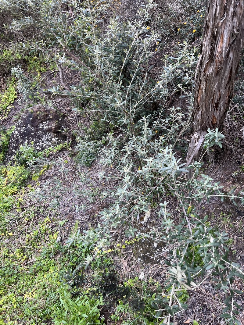 Olearia phlogopappa subsp. insularis photo 4
