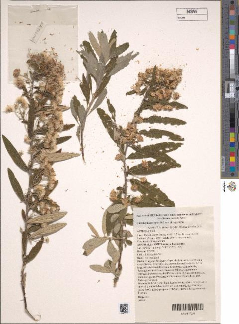 Olearia phlogopappa subsp. phlogopappa