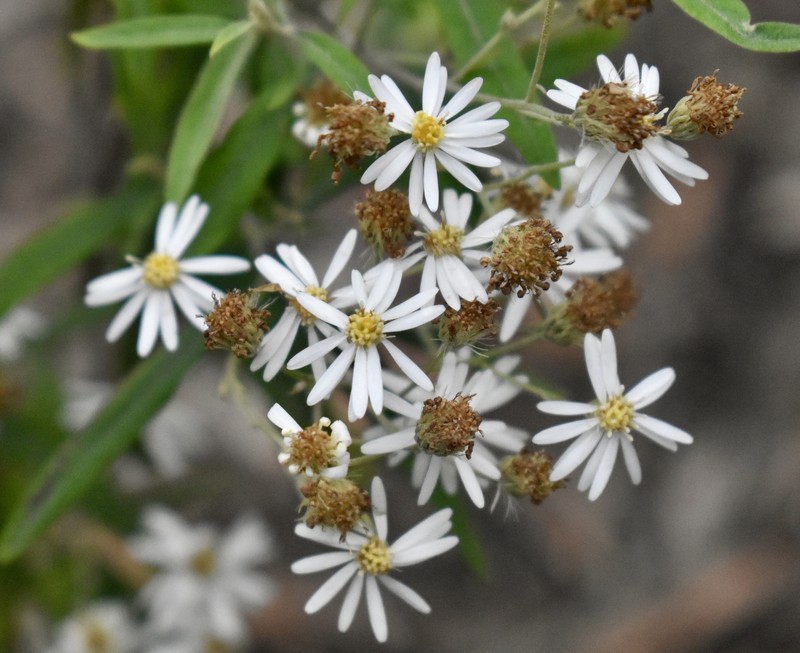 Olearia phlogopappa subsp. salicina