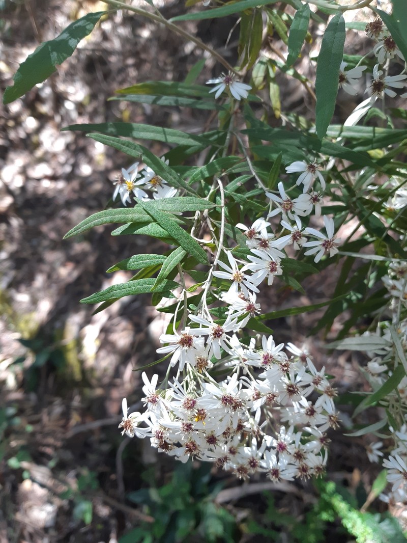 Olearia phlogopappa subsp. salicina photo 2