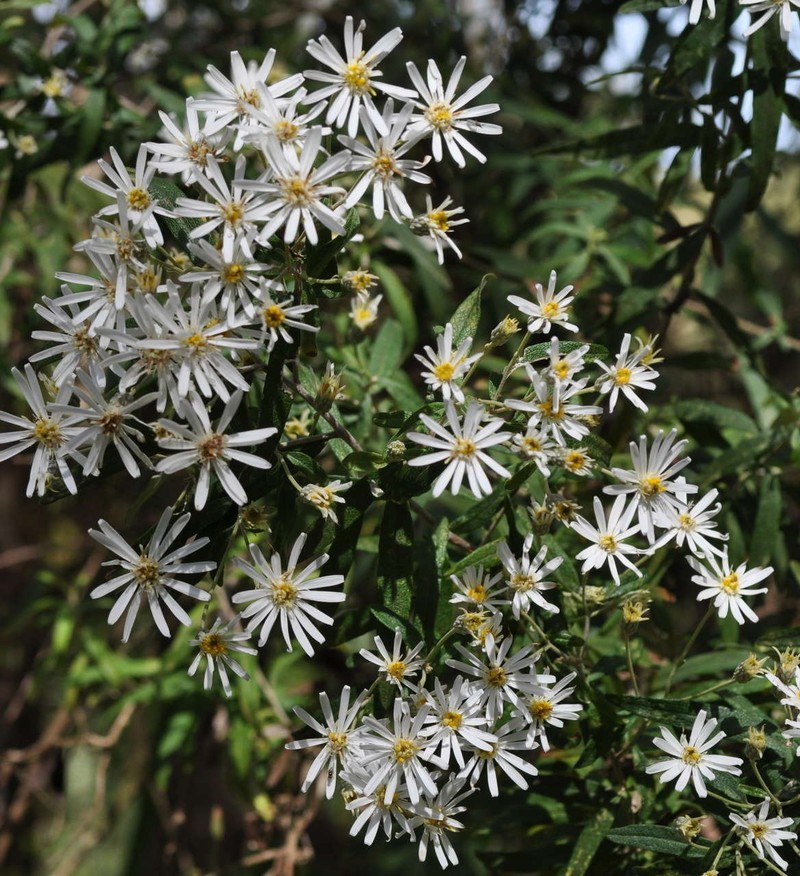 Olearia phlogopappa subsp. salicina photo 3