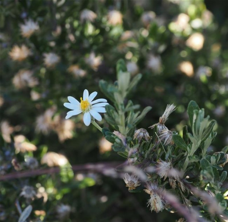 Olearia phlogopappa subsp. serrata