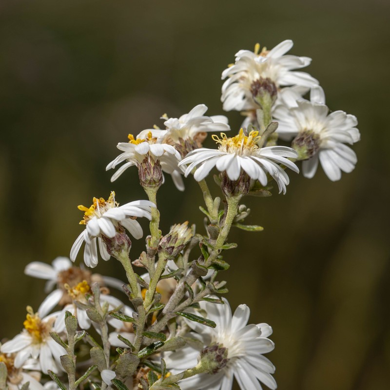 Olearia phlogopappa subsp. serrata photo 2