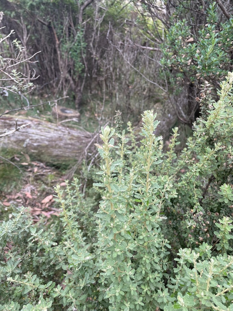 Olearia phlogopappa subsp. subrepanda