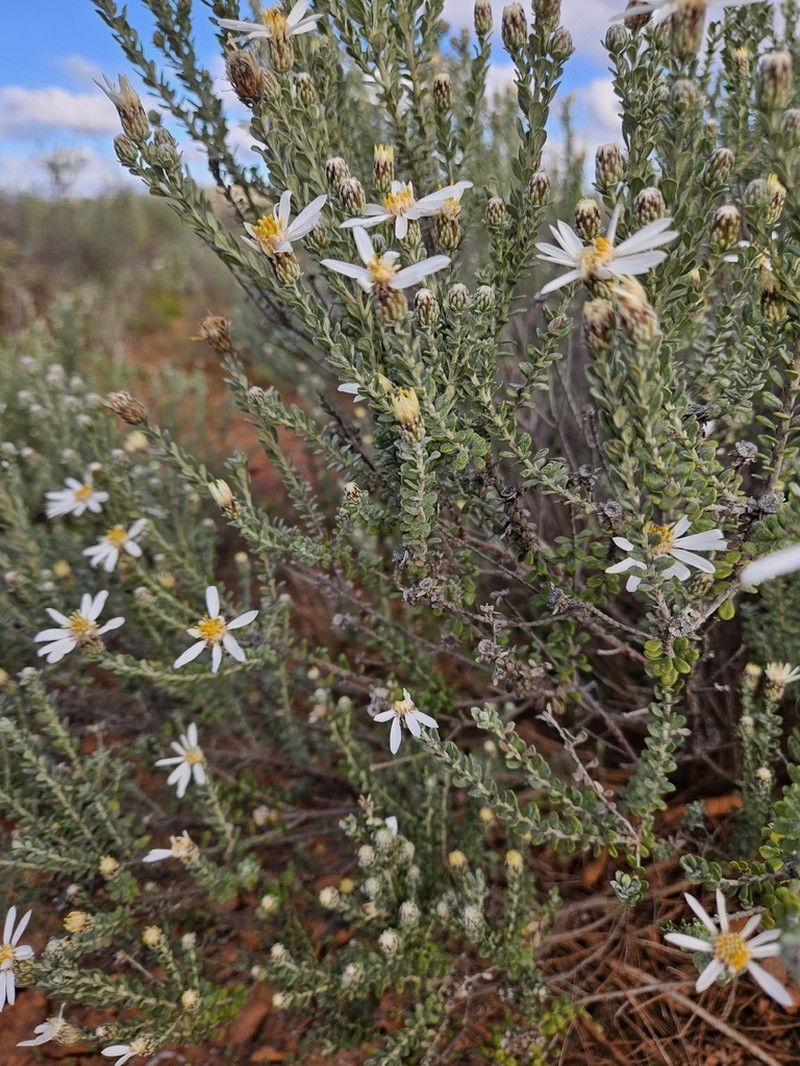 Olearia pimeleoides photo 2