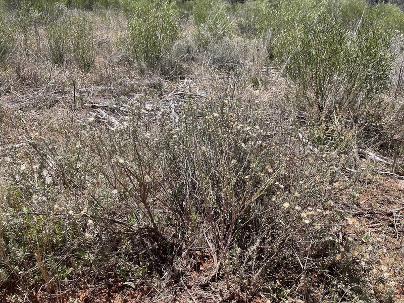 Olearia pimeleoides photo 3