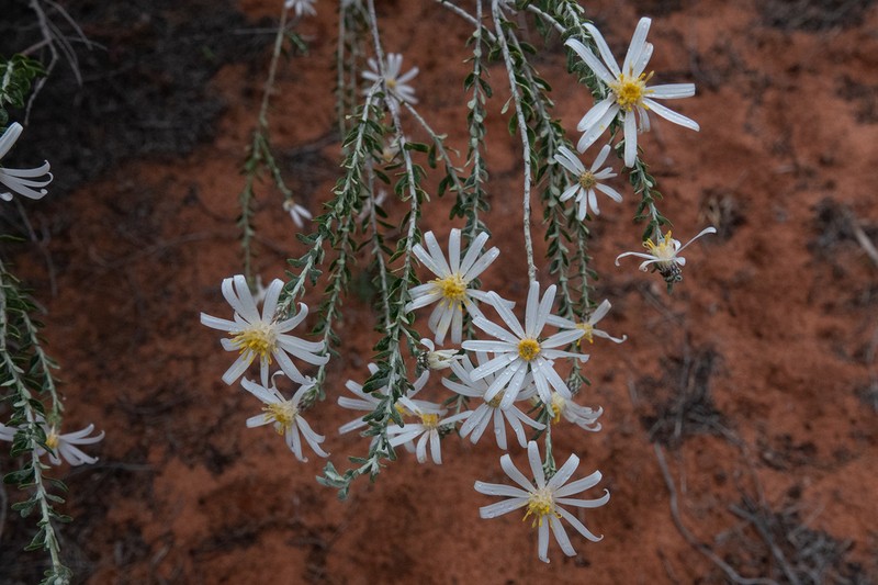 Olearia pimeleoides photo 4
