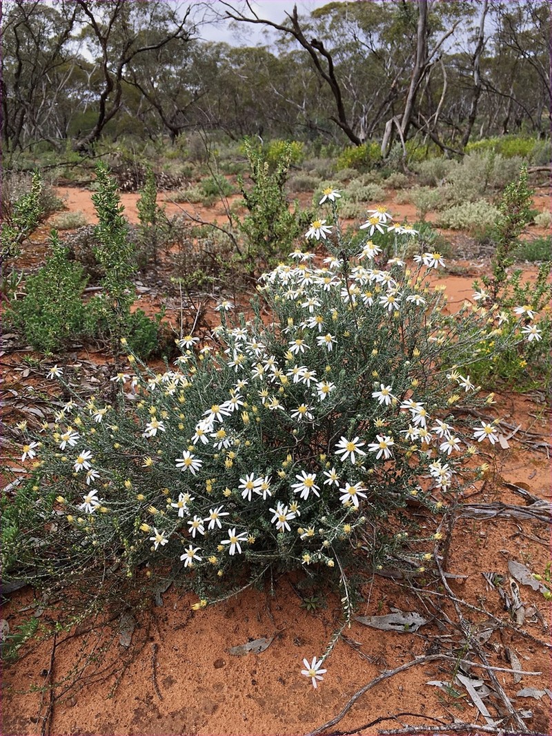 Olearia pimeleoides photo 5