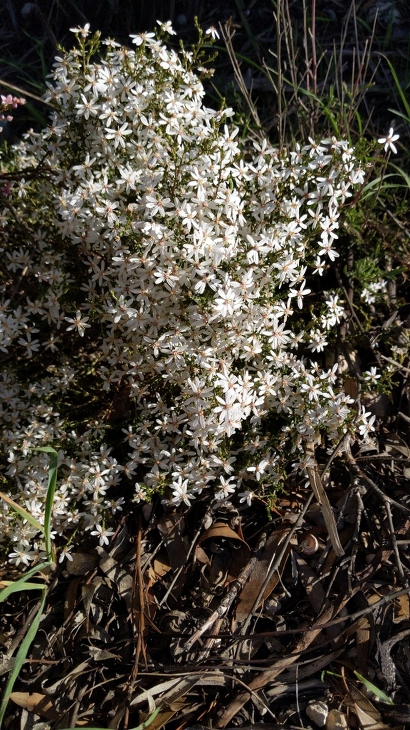 Olearia pimeleoides photo 6
