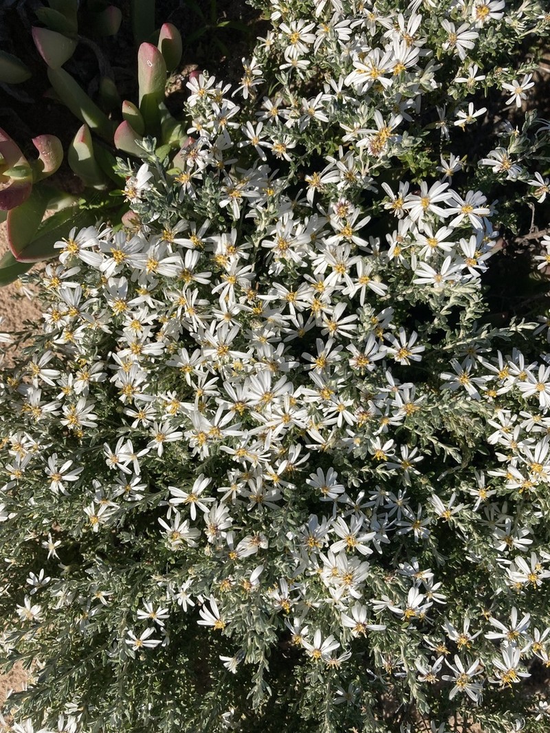 Olearia pimeleoides photo 7