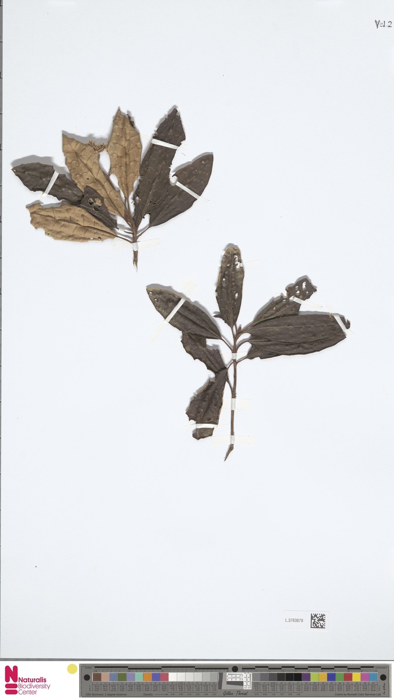 Olearia platyphylla
