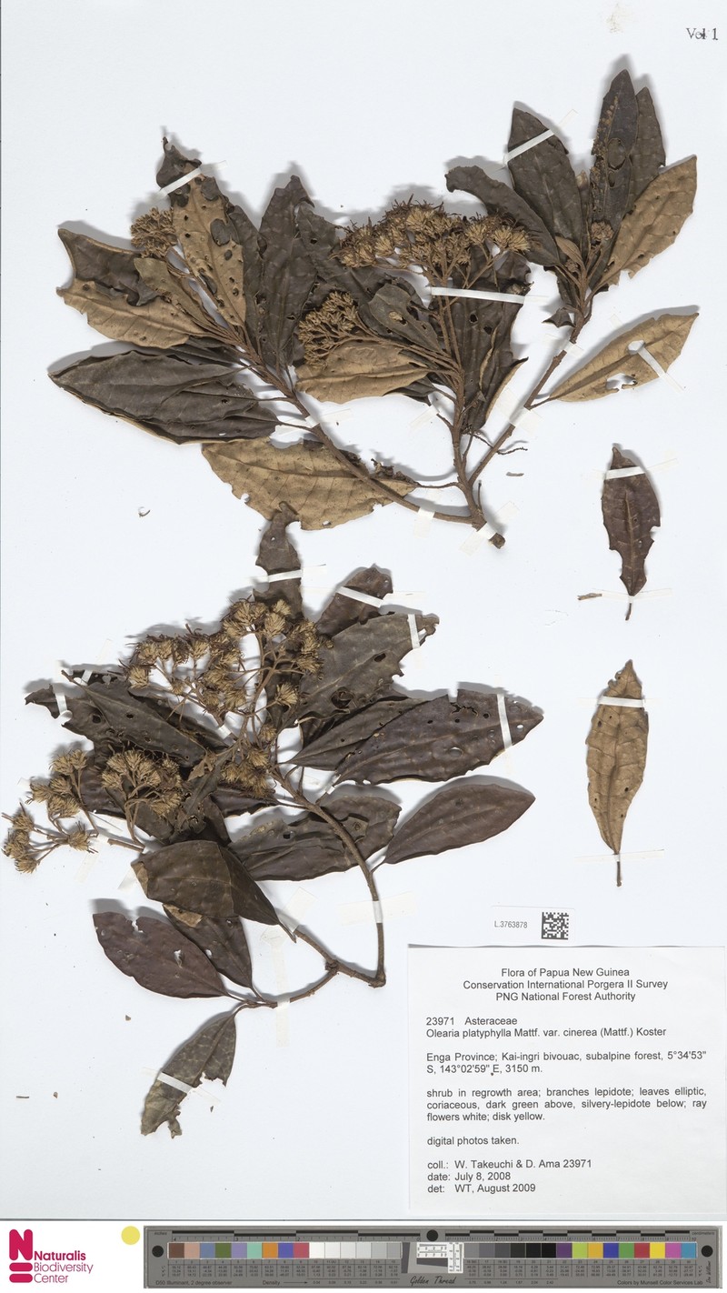 Olearia platyphylla photo 2