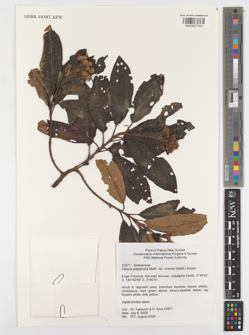 Olearia platyphylla photo 3