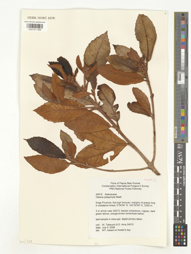 Olearia platyphylla photo 4