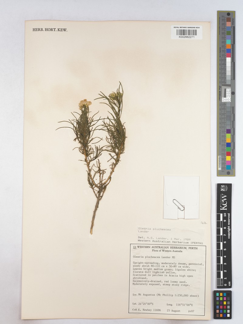 Olearia plucheacea