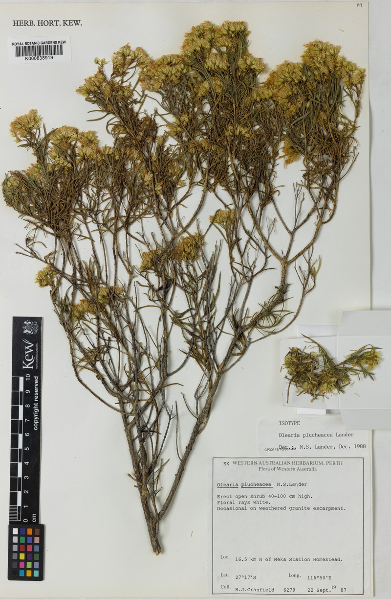 Olearia plucheacea photo 2