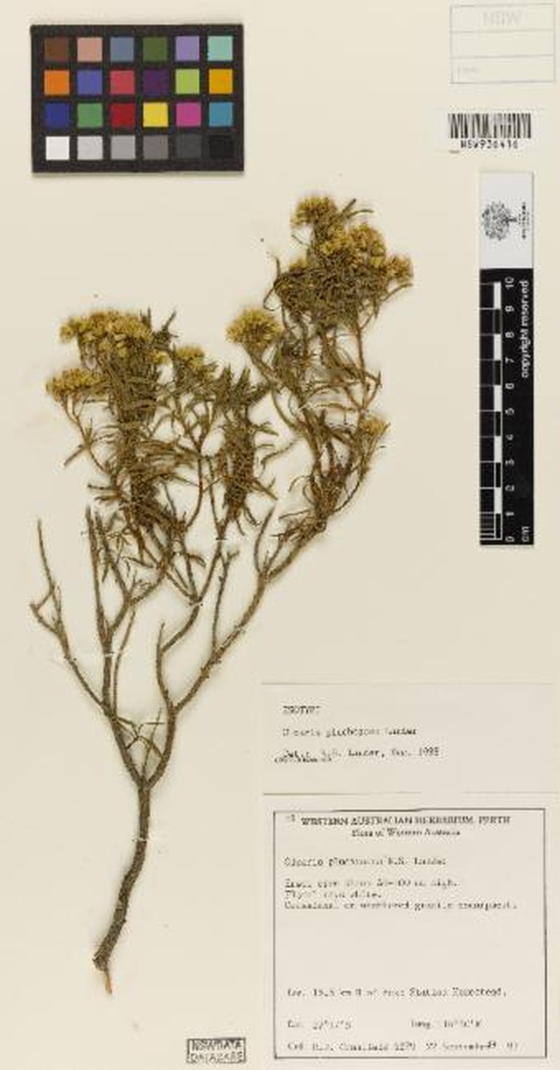 Olearia plucheacea photo 3