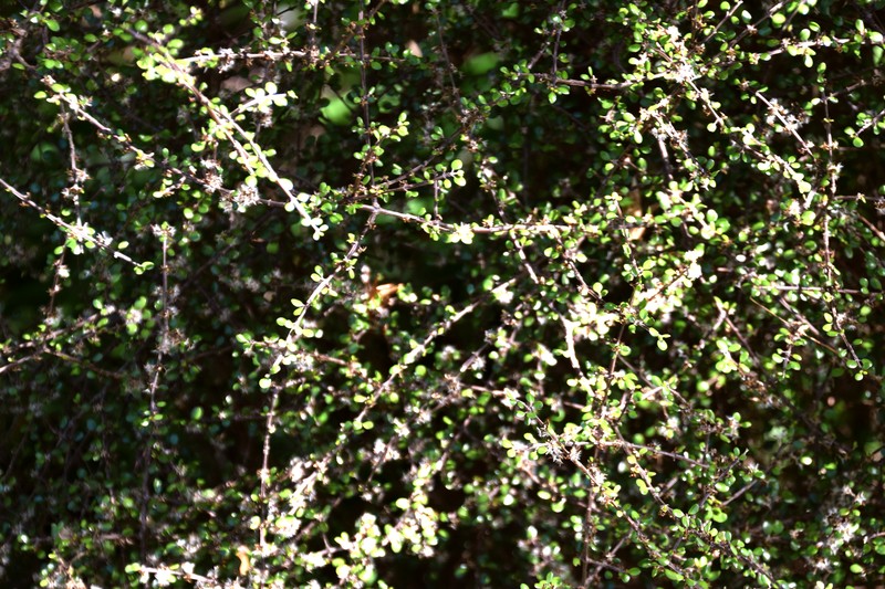 Olearia polita