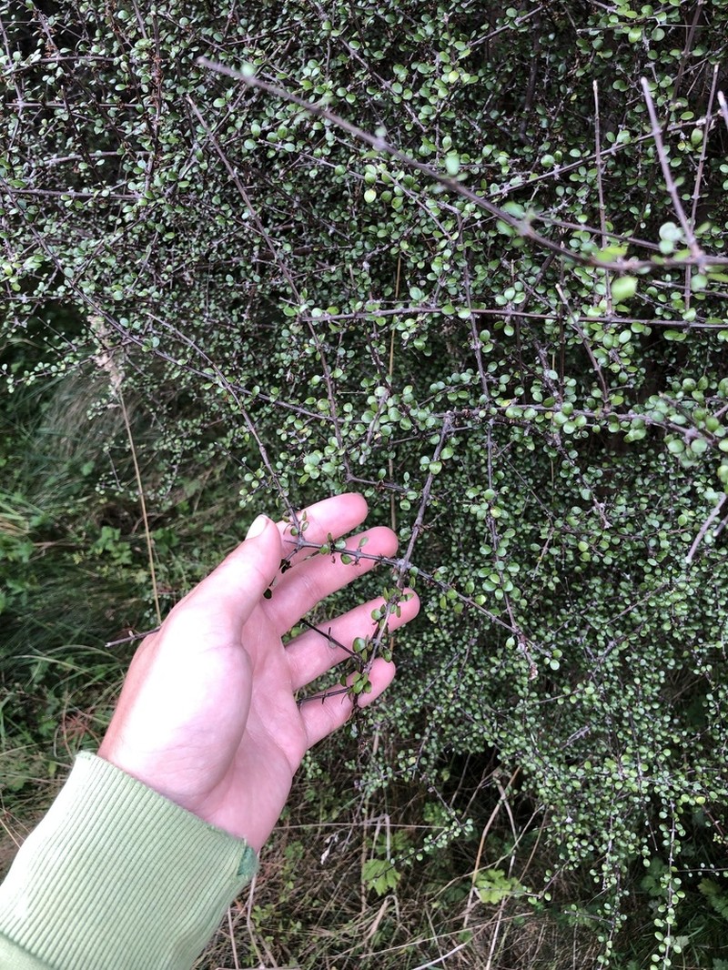 Olearia polita photo 3