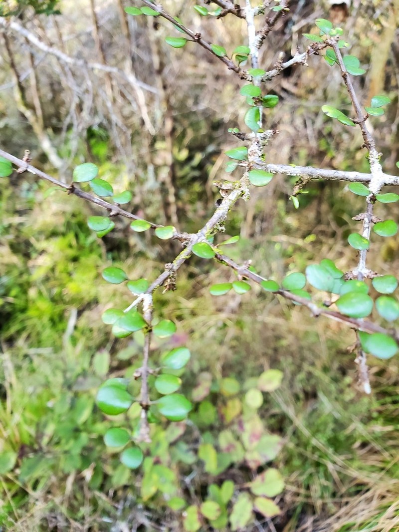 Olearia polita photo 5