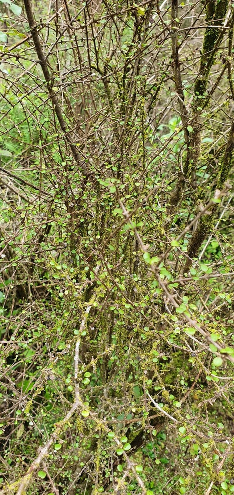 Olearia polita photo 6