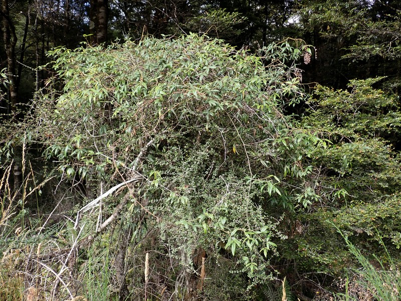 Olearia polita photo 7