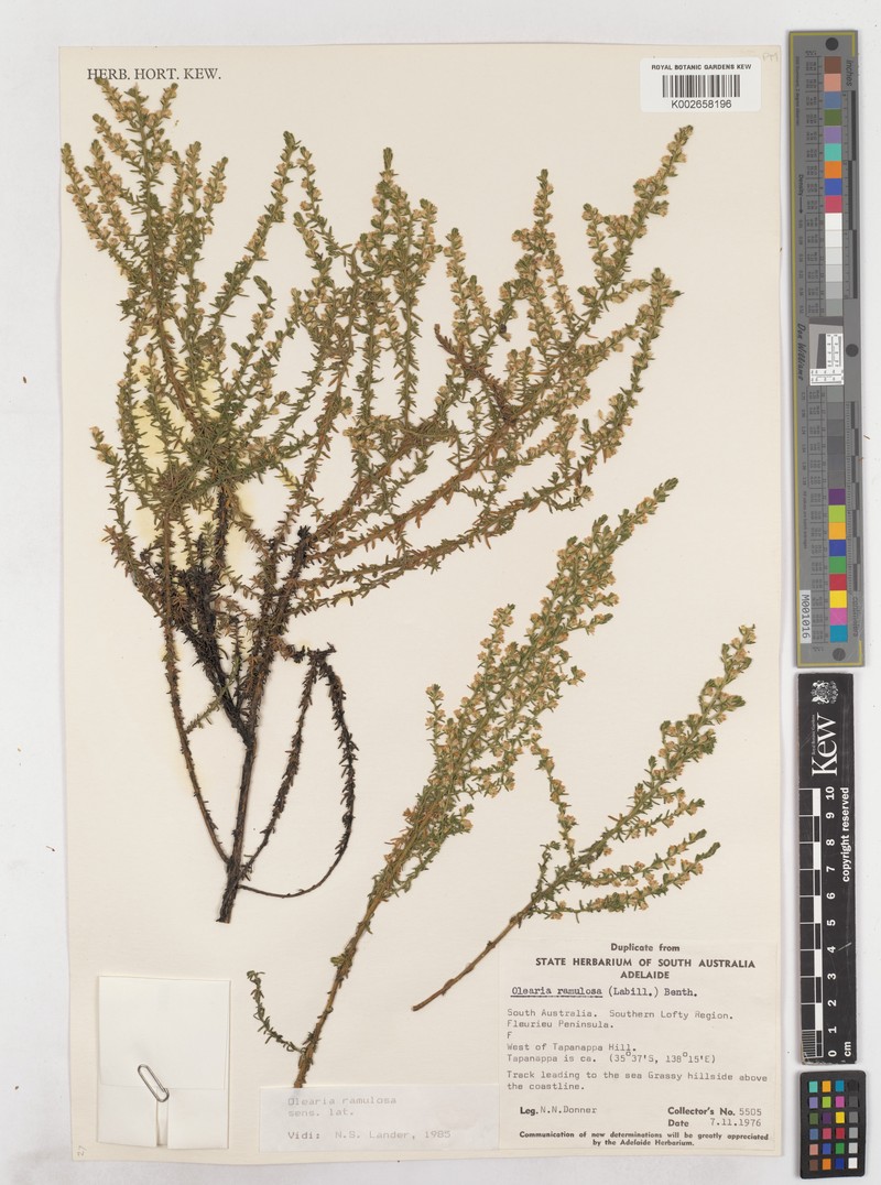 Olearia propinqua