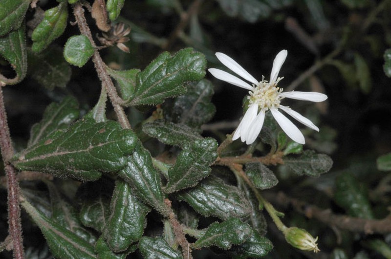 Olearia quercifolia