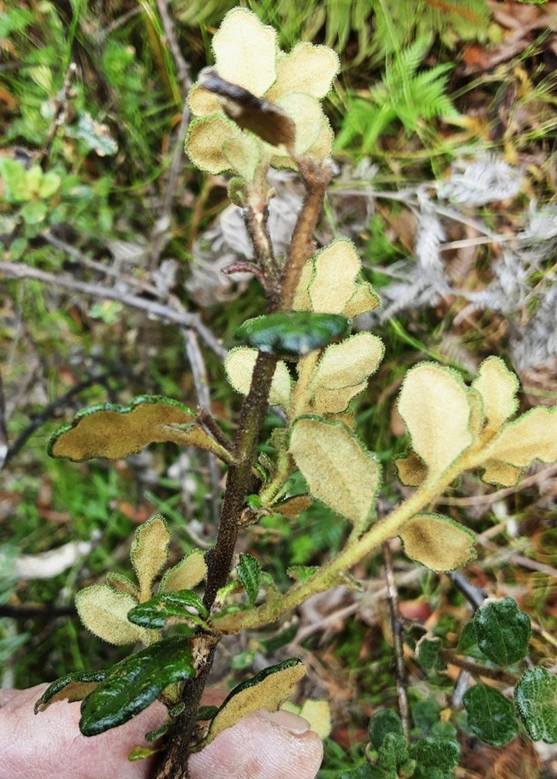 Olearia quercifolia photo 2