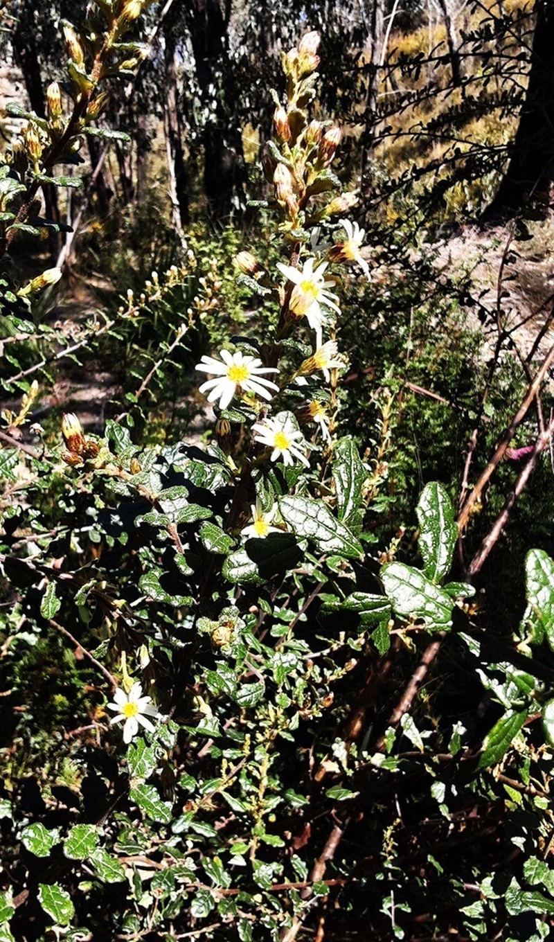 Olearia quercifolia photo 3