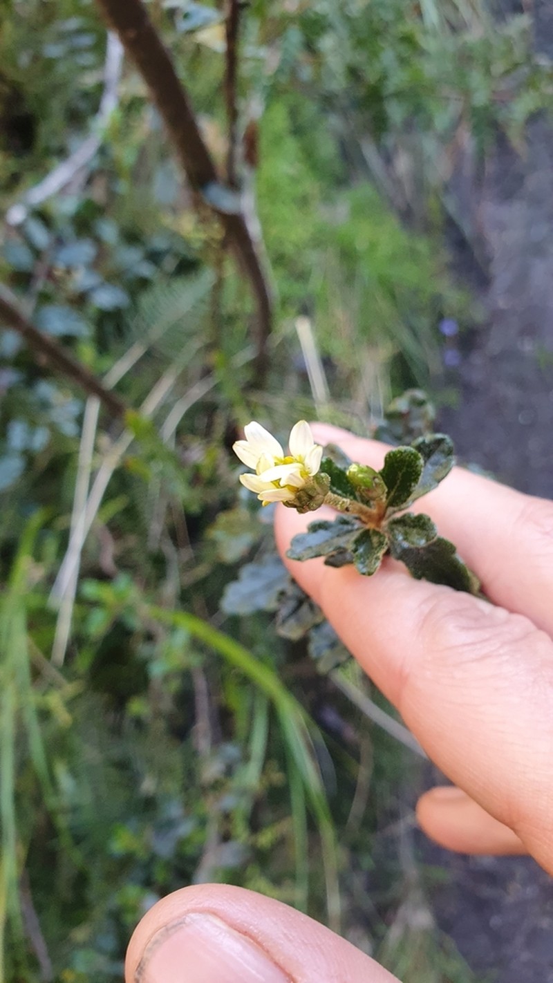Olearia quercifolia photo 4