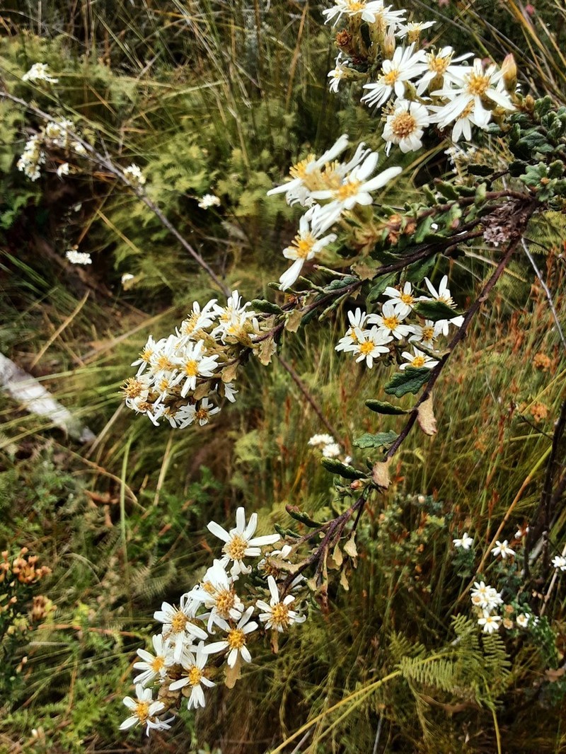 Olearia quercifolia photo 5