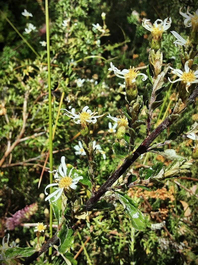 Olearia quercifolia photo 6