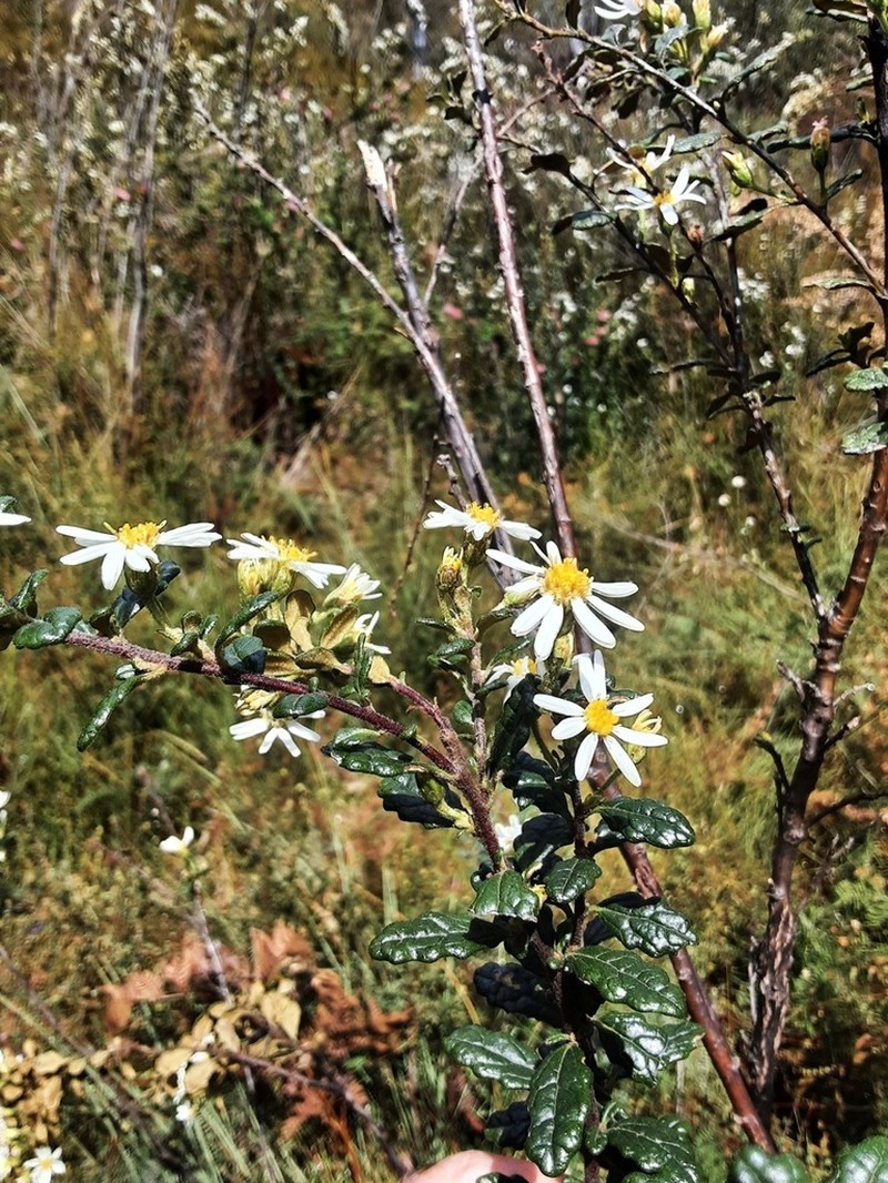 Olearia quercifolia photo 7