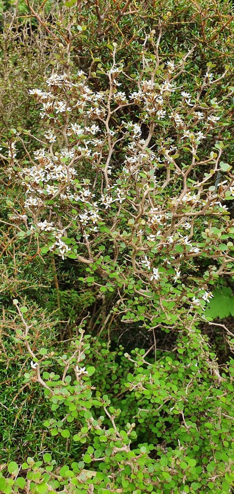 Olearia quinquevulnera photo 2