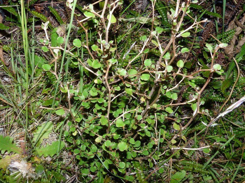 Olearia quinquevulnera photo 3