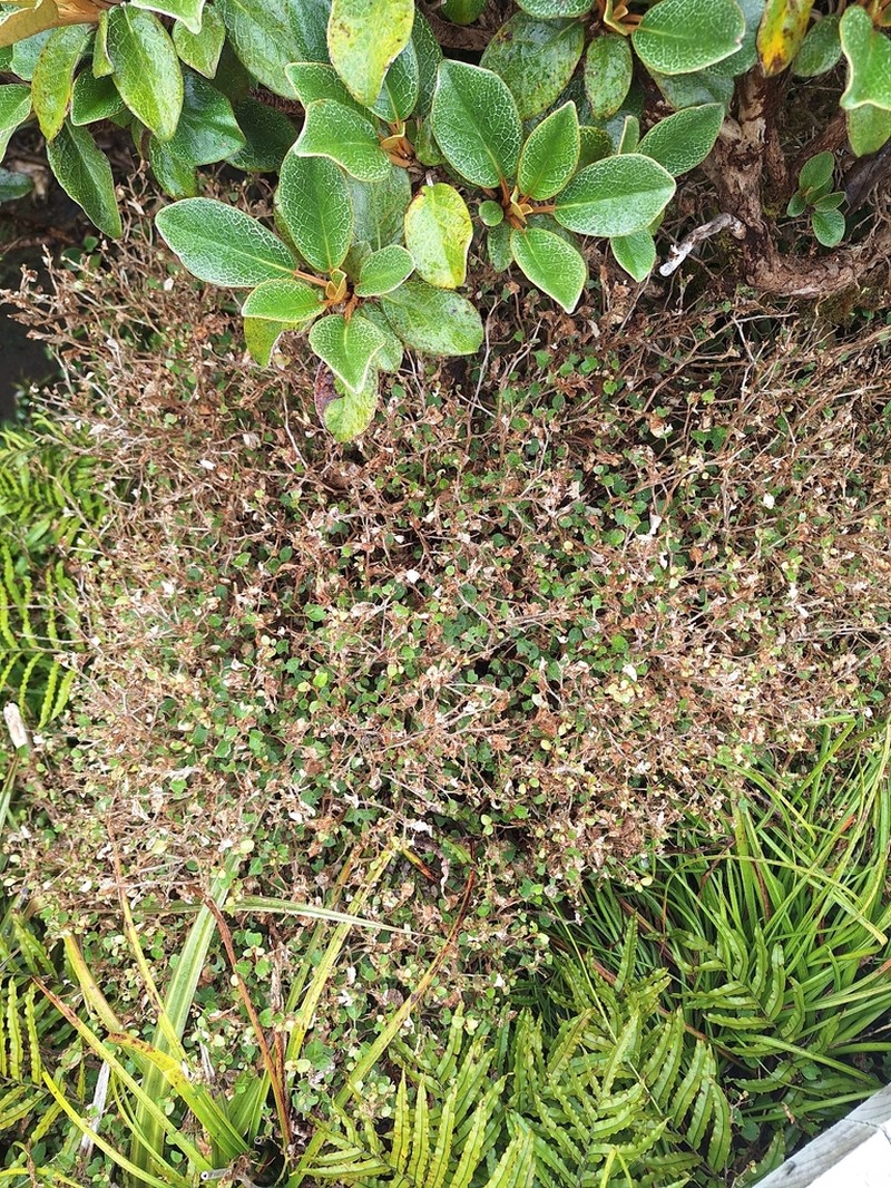 Olearia quinquevulnera photo 6