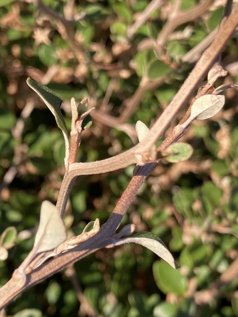 Olearia quinquevulnera photo 7