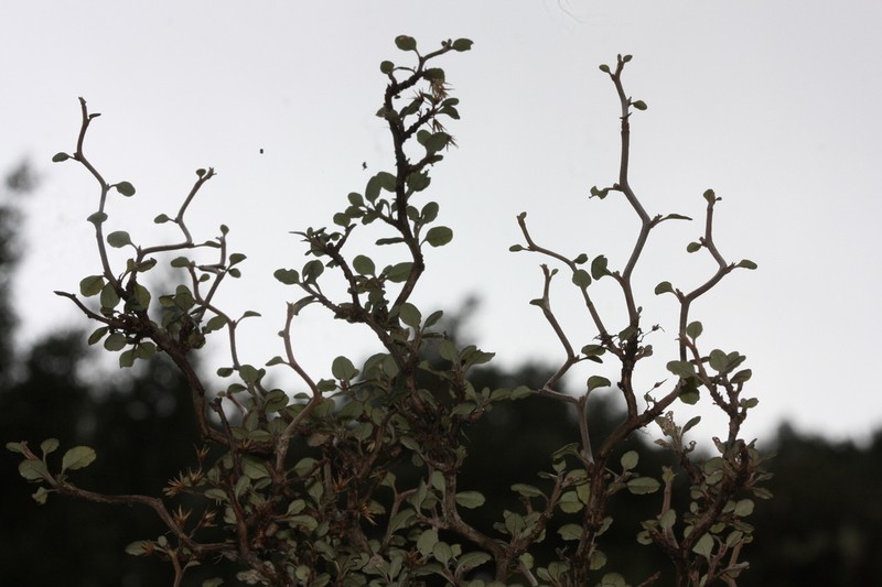 Olearia quinquevulnera photo 8