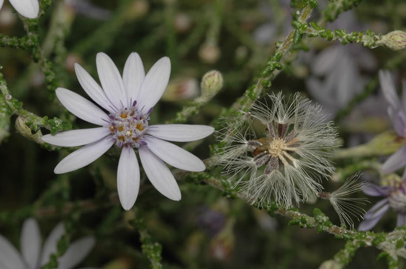 Olearia ramosissima